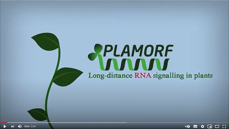 plamorf-733x414 pla