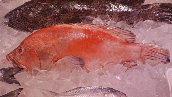 Fisch